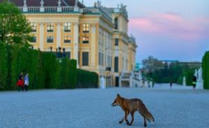 Beč: Lisice u centru grada, u parkovima, vrtovima